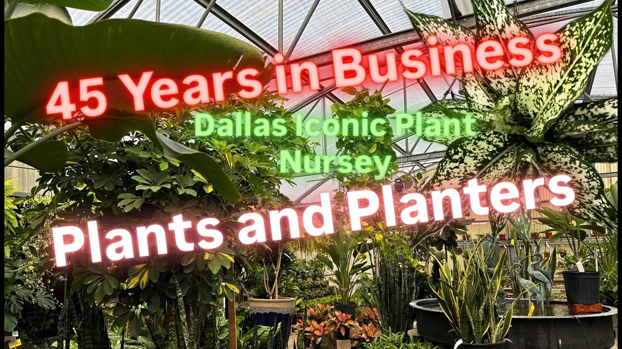 Big Box Store Plant Shopping Alternative Shop Local Business Plants and Planters Iconic Dallas Plant