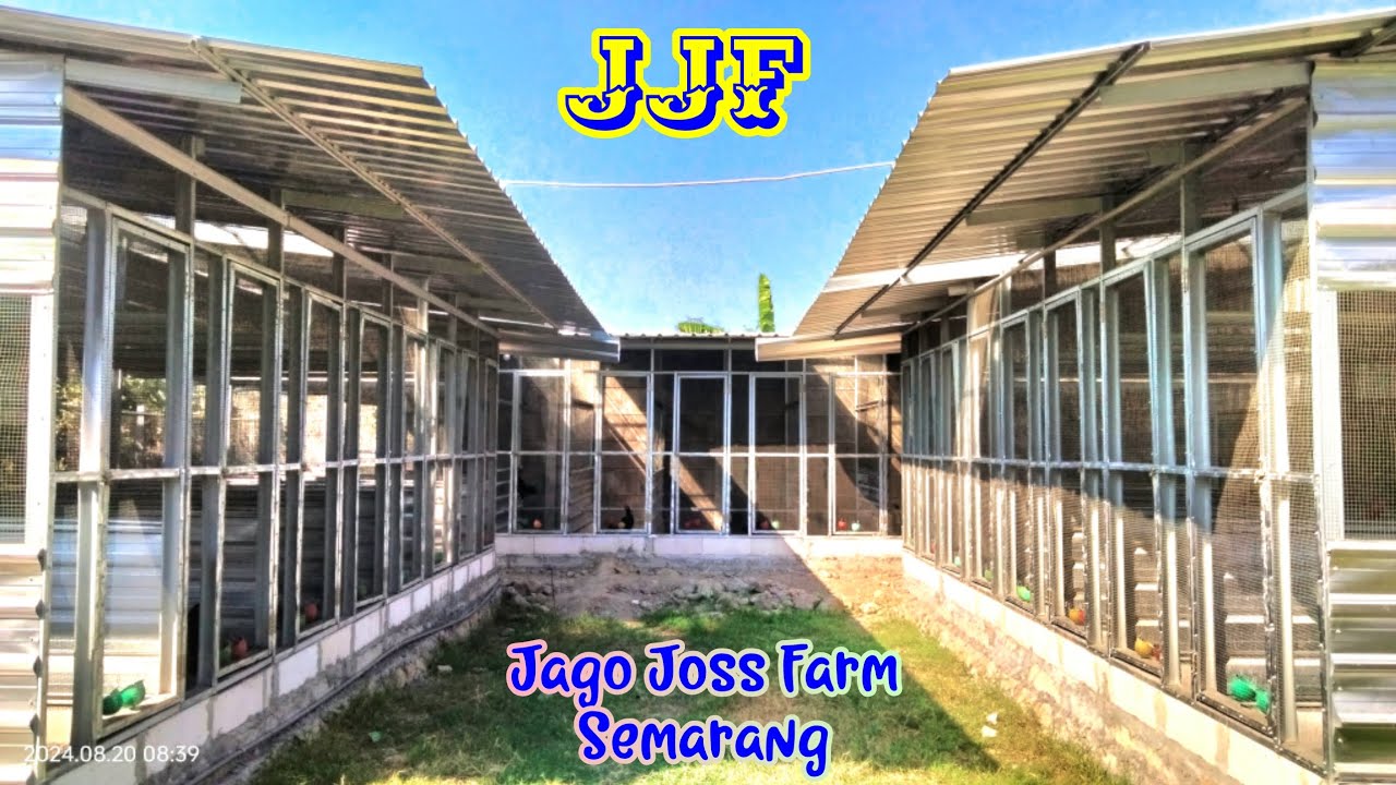 Upd4te 4y4m Jenis KOY Usia 6 Bulan Up di Jago Joss Farm Semarang