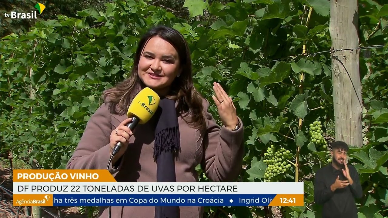 Produção vinho: DF produz 22 toneladas de uvas por hectare