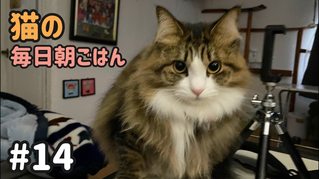 猫の毎日朝ごはん生配信！【#14】 2026.1.27