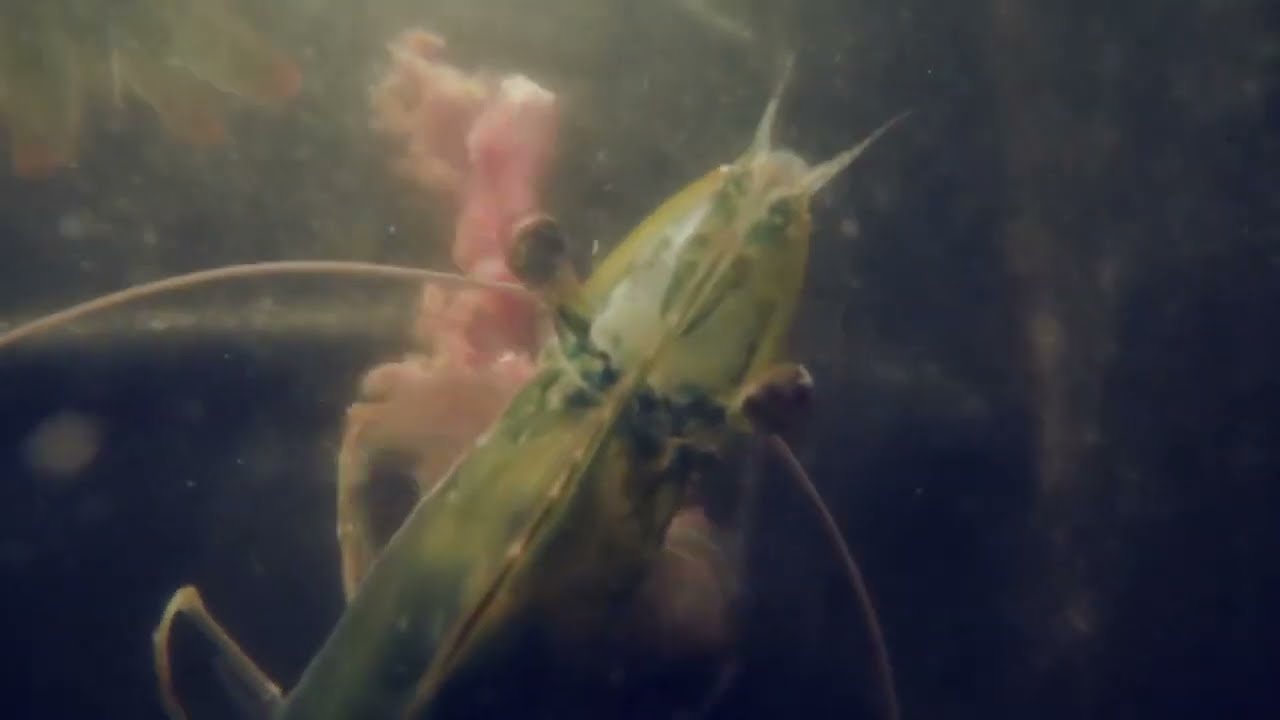 Frozen Ocean frozen sterilized SPF Polychaetes