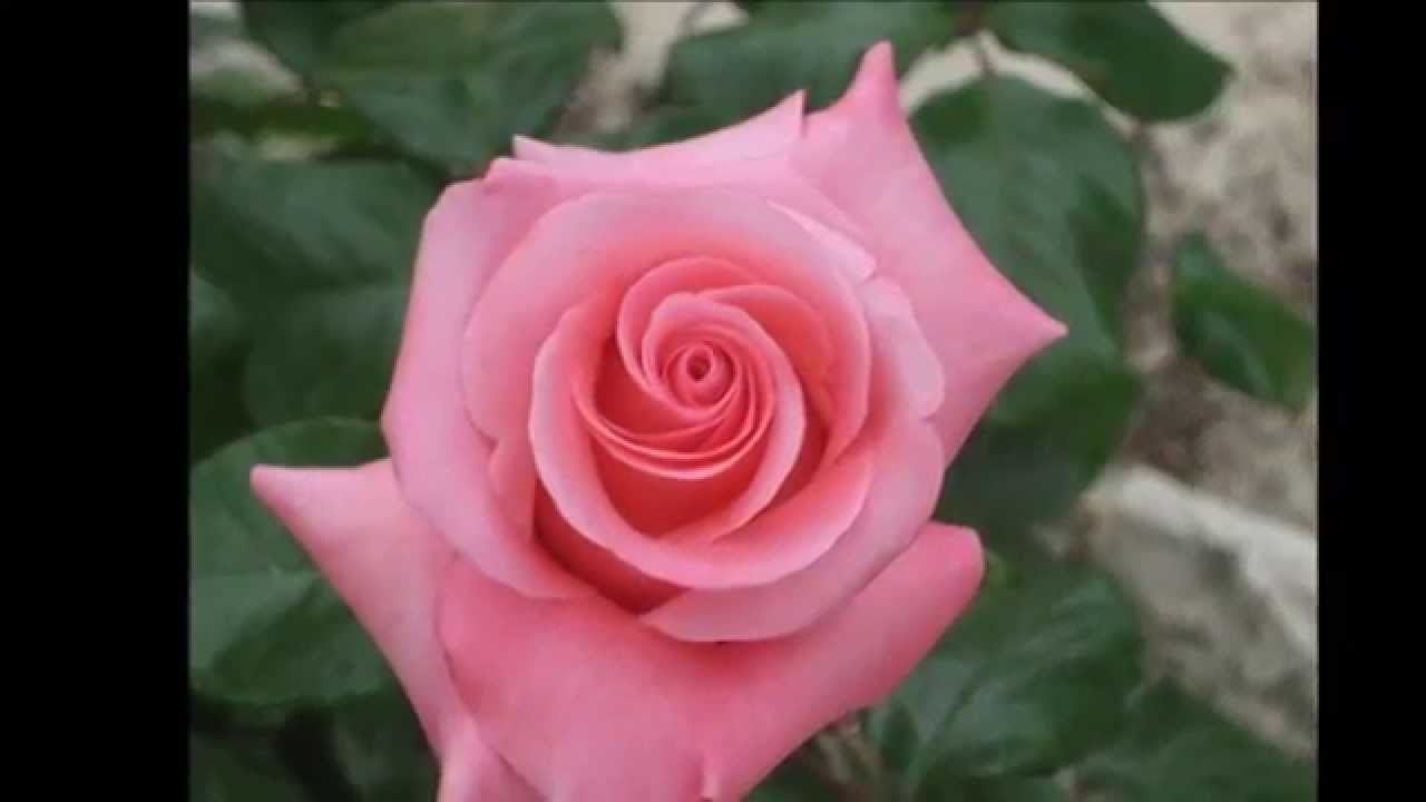 Flores de mi cultivo ( la rosa )