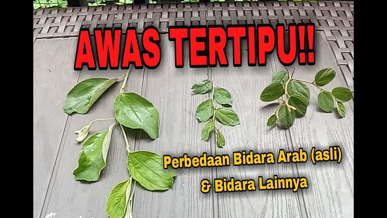 Perbedaan Bidara Arab dengan Bidara yang lain