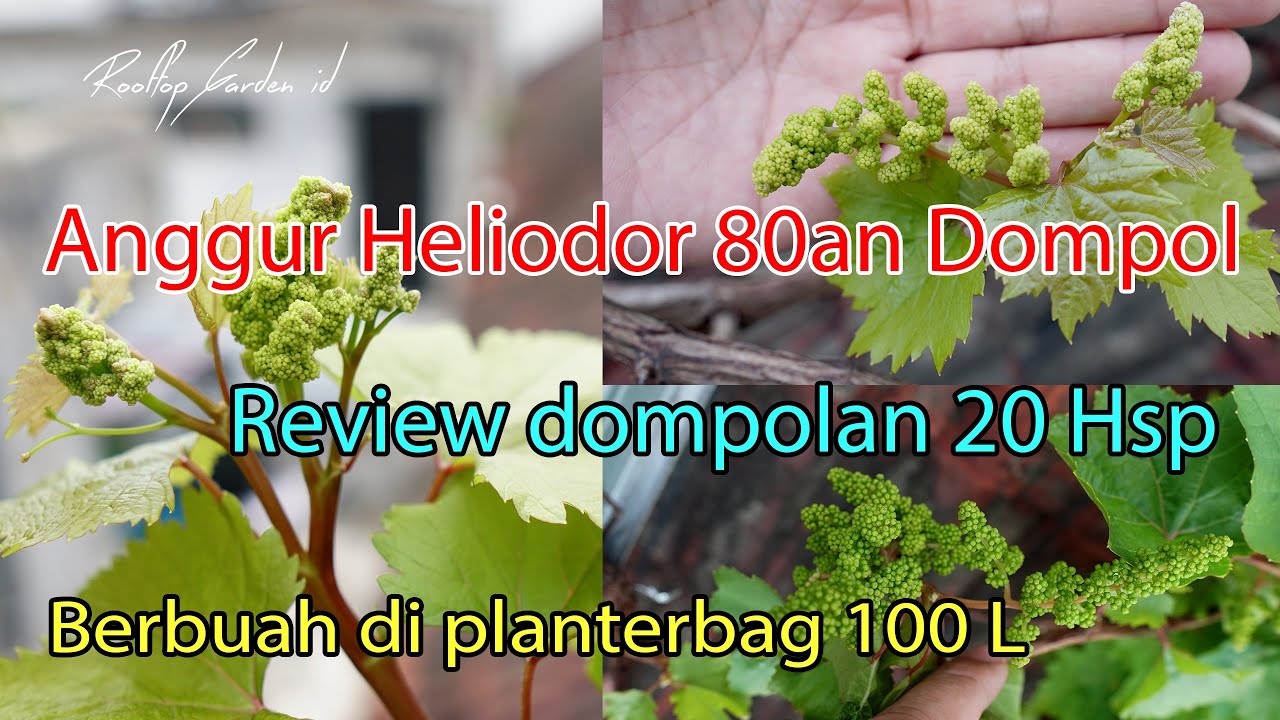 Anggur Heliodor 80an dompol di planterbag