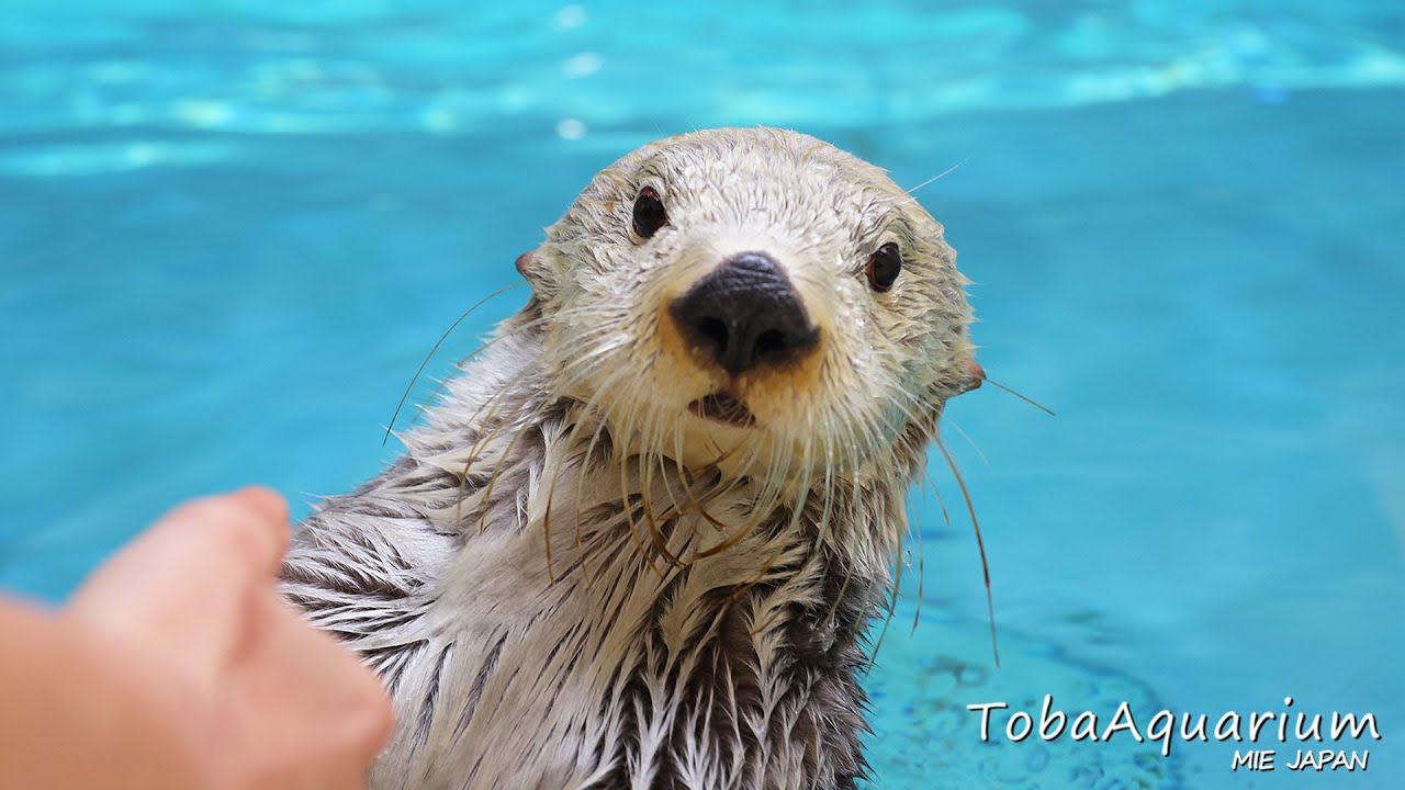 《鳥羽水族館》ラッコの「キラ」アドベンチャーワールドから鳥羽水族館へのお引越し　Sea otter's moving to new residence