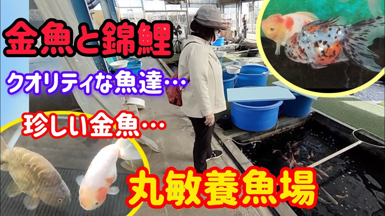 [金魚]　金魚屋さん訪問　第2弾❢　弥富の金魚屋さん　丸敏養魚場　金魚と錦鯉に強いお店…　#goidfish 