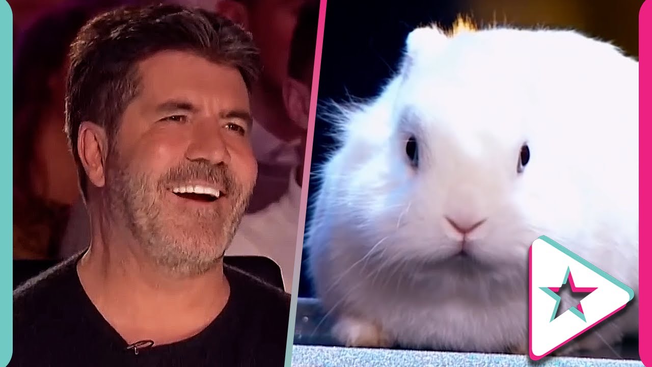 Best Animal Auditions From Around The Globe on Got Talent!