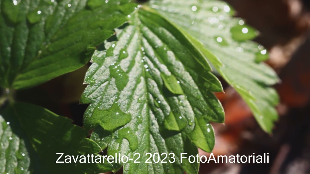 Zavattarello 2 2023 FotoAmatoriali