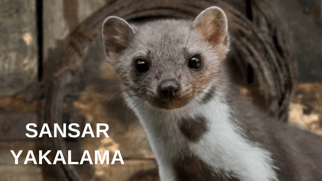 Sansar Kapanı.Sansar Yakalama.Sansar Tuzağı Yapımı.Marten Trap, Marten Catching DIY