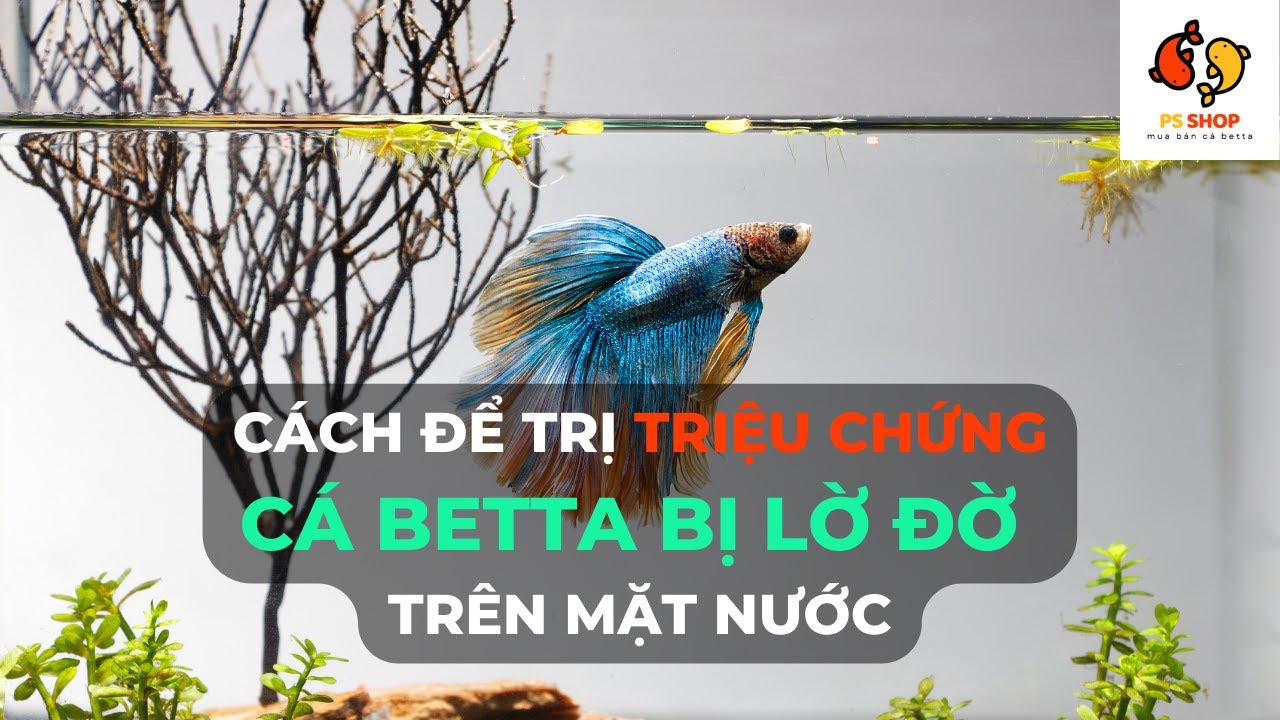 How to Effectively Treat Lethargic Betta Fish at the Water's Surface