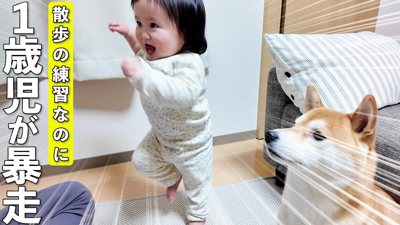 柴犬との散歩練習を始めたら1歳児が大暴走して大変なことになりましたwww