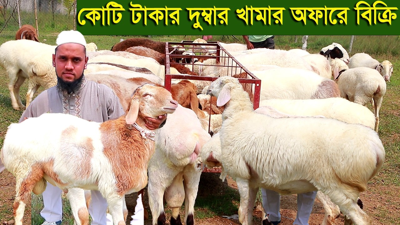 কোটি টাকার দুম্বার খামার অফারে দুম্বা নিতে পারেন dumba farm