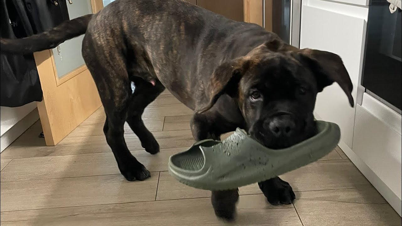 CANECORSO 5 months