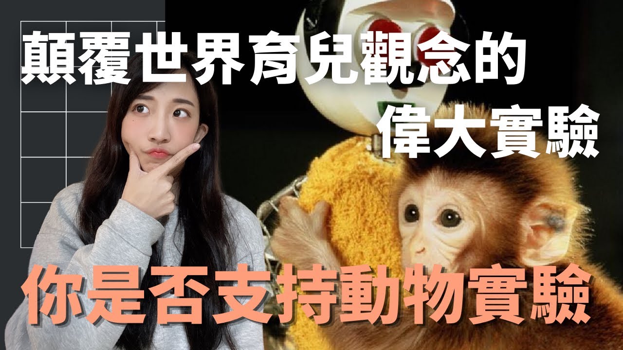 哈里哈洛猴子實驗｜心理學實驗｜你是否支持動物實驗｜萱萱TIME