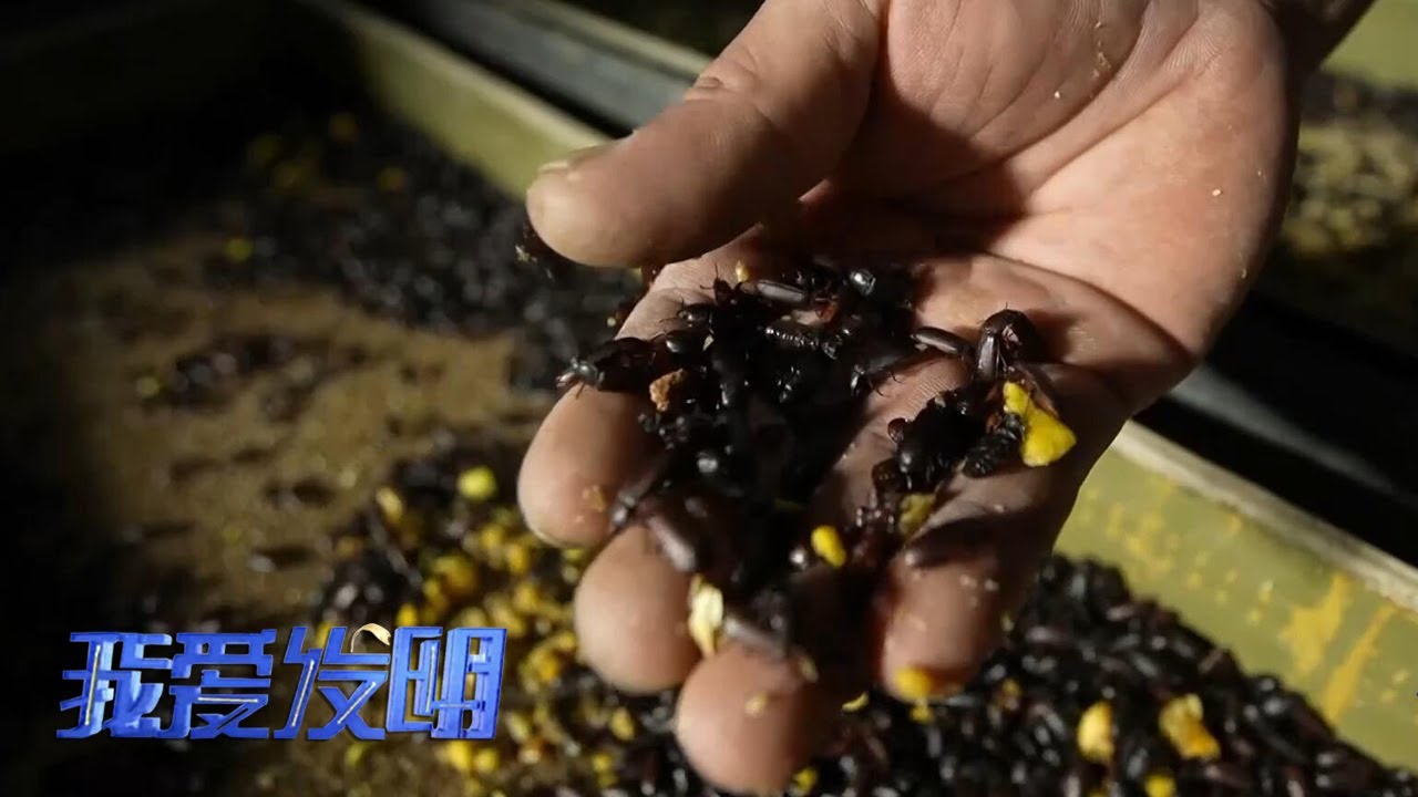 这种常见的虫子竟然喜欢“相互残杀”？他发明了一台机器能筛选数以亿计的黄粉虫，让幼虫和成虫分开饲养，避免互相伤害！|「我爱发明」20230725
