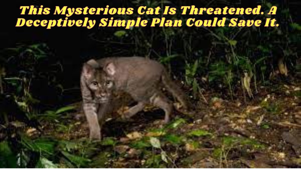 This Mysterious Cat Is Threatened. A Deceptively Simple Plan Could Save It. - Black Cat