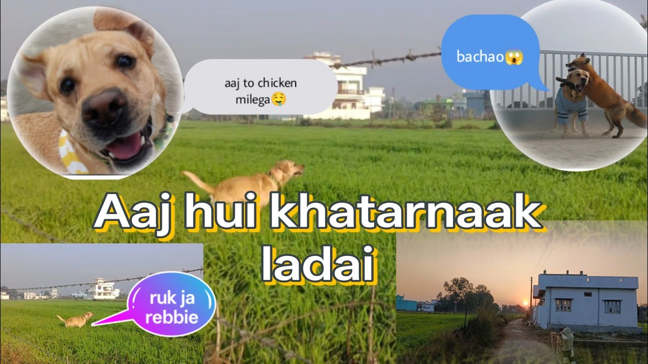 घर mai आ gayi ख़तरनाक लोमडी🦊Aur hui labra ki ldai😱@Rebbie_Karishma #viral #viralvlogs #labrador