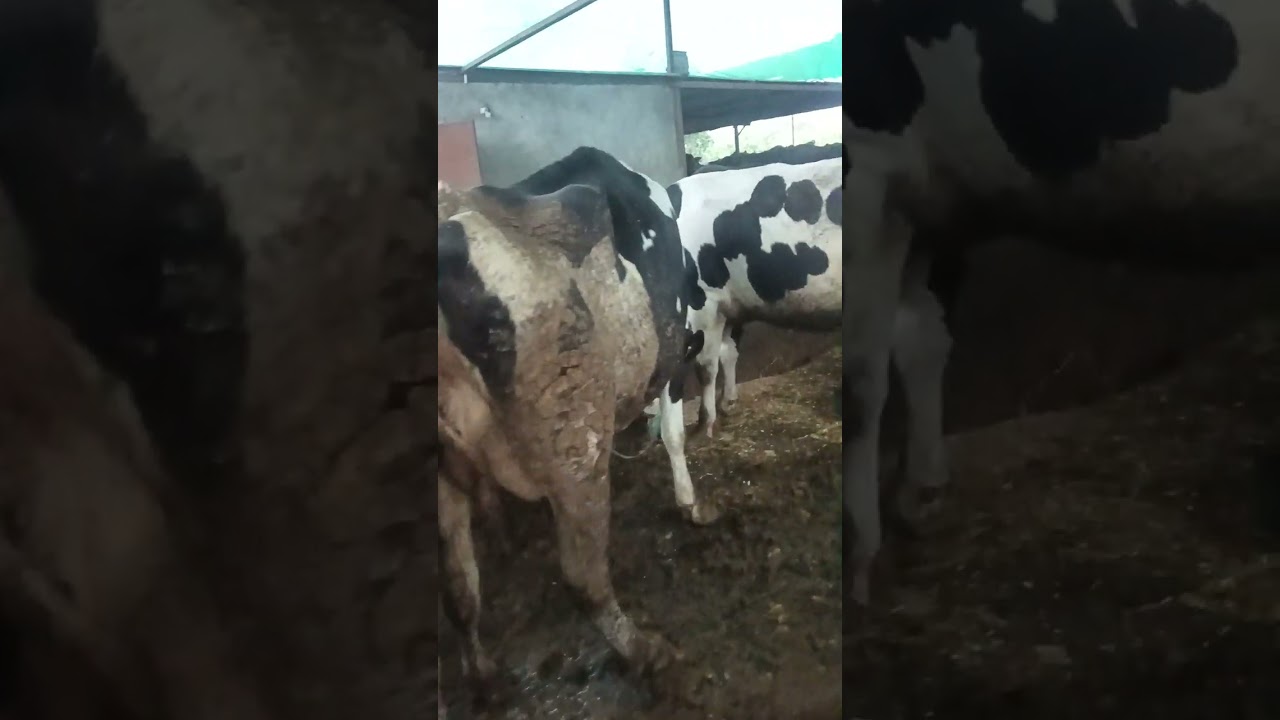 Abs Bull Result My dairy farm Piper Armada Wisconsin Brovo Endouver 40116 40120 alok jaguar keseriyo