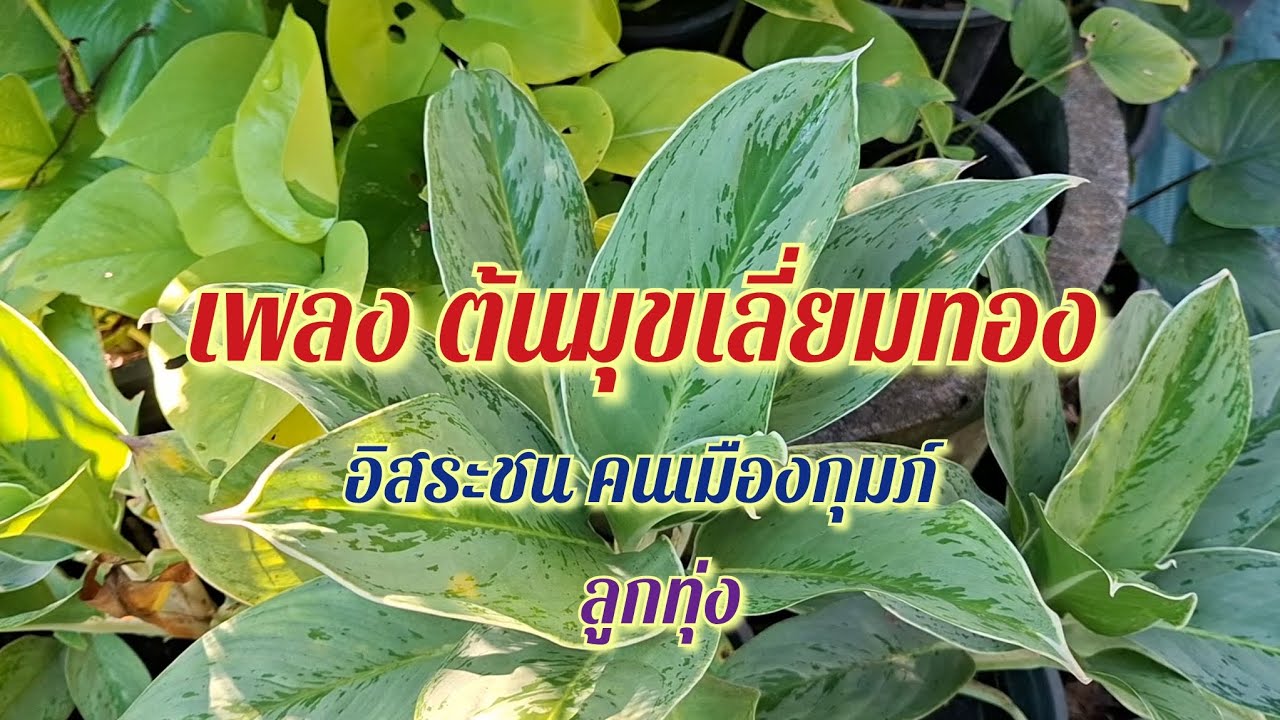 เพลง ต้นมุขเลี่ยมทอง อิสระชน คนเมืองกุมภ์