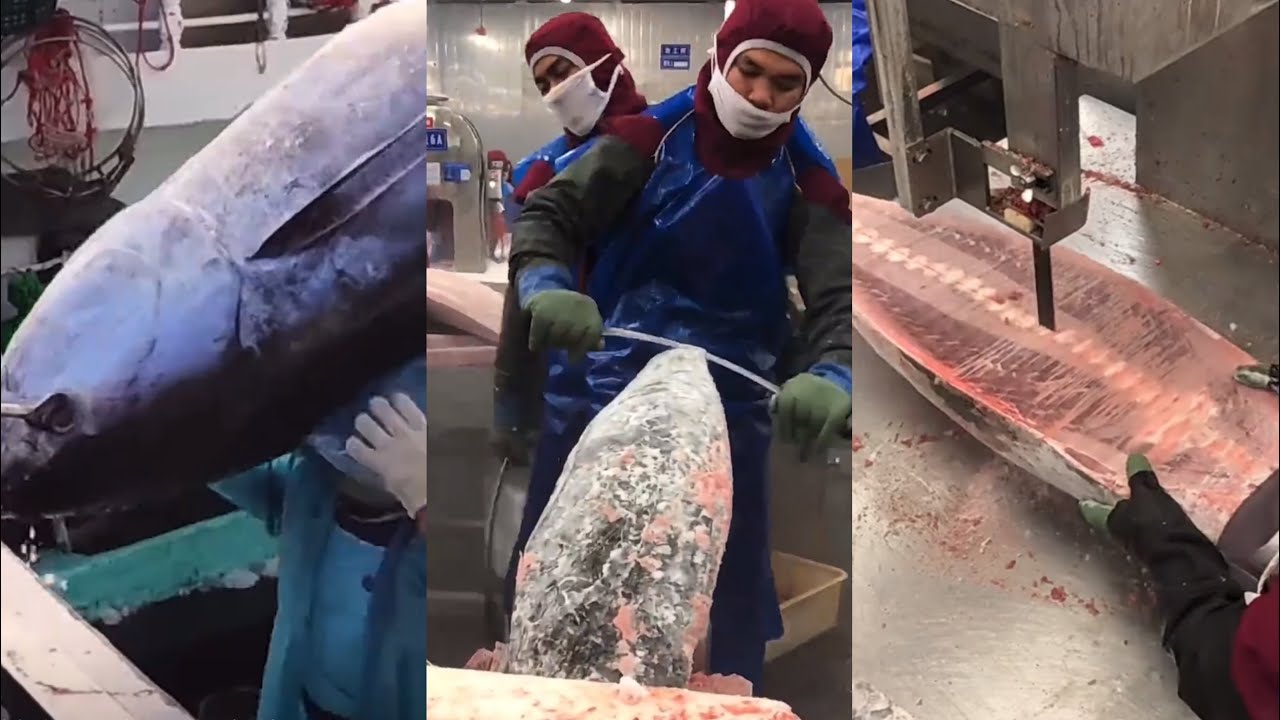 Small Chinese Tuna Fish Factory Ship Insider View Discover Huge Processing Capability @MenuDecode