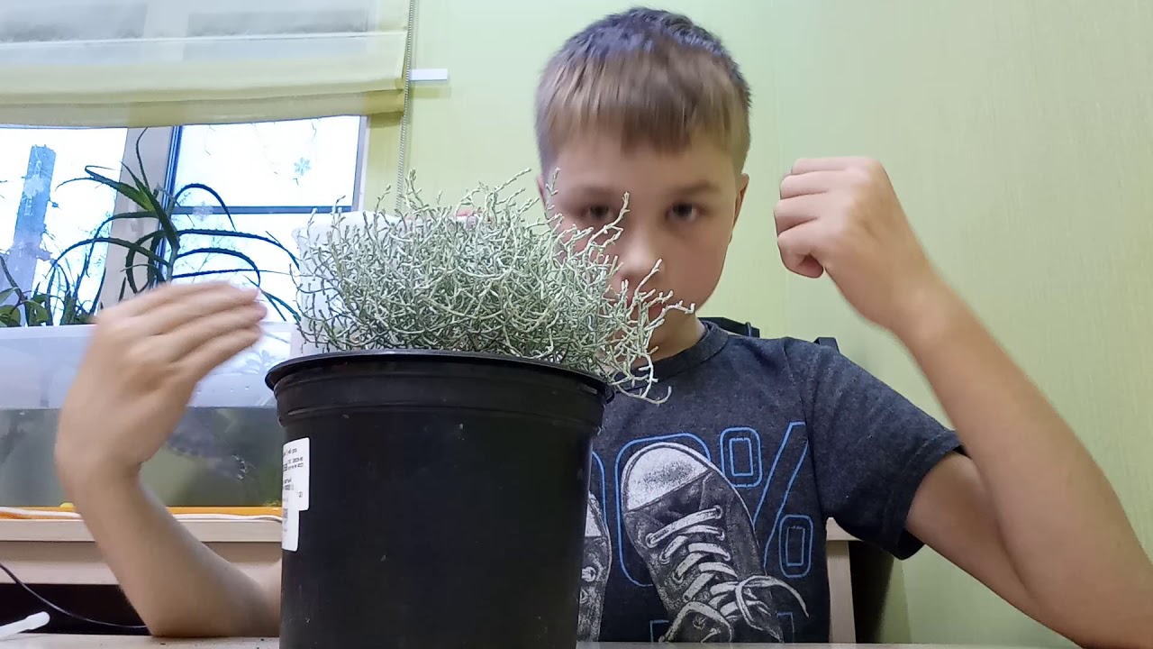 Калоцефалус brownii уход в домашних условиях