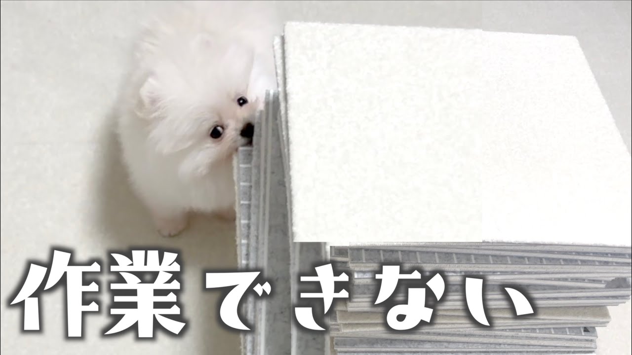 ポメラニアンの子犬と一緒に作業するとこうなります【お迎え3日目】
