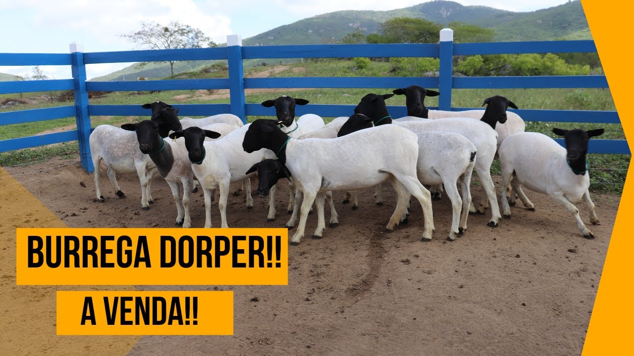 BURREGA DORPER PURA Á VENDA EM TORITAMA PE!! VEJA AGORA!!