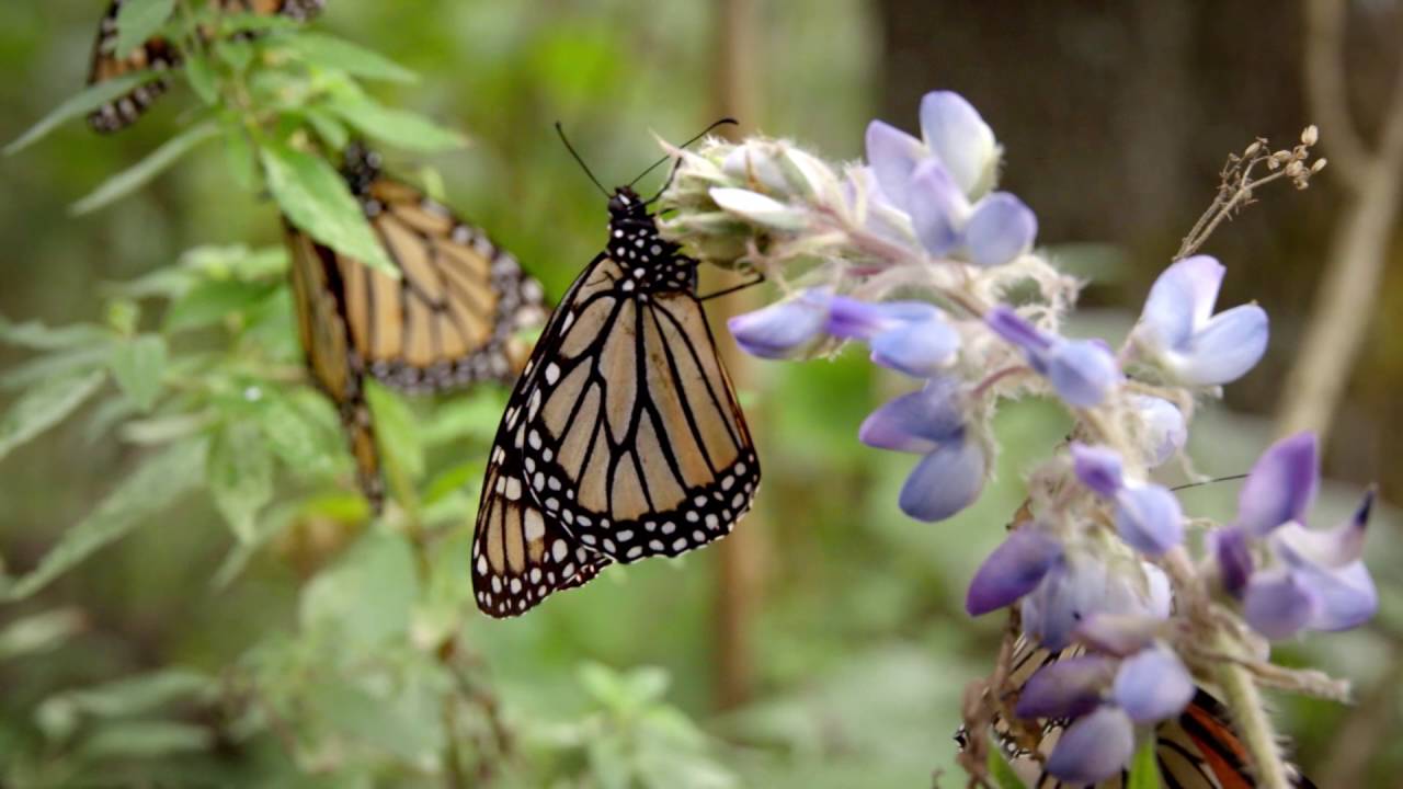 Reserva de la biosfera de la Mariposa Monarca