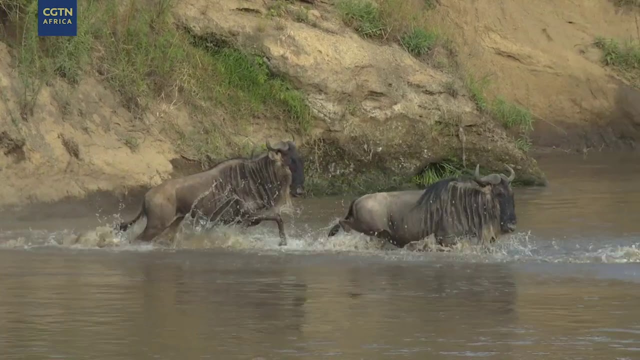Digital Safari: Episode 1 Highlights