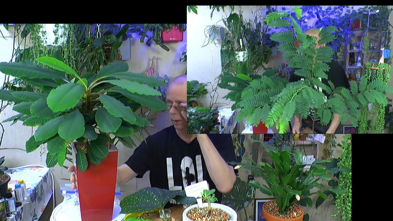Tamarinde Bonsai schneiden drahten vorab Spuckpalme, Alocasia Knolle einpflanzen und mehr