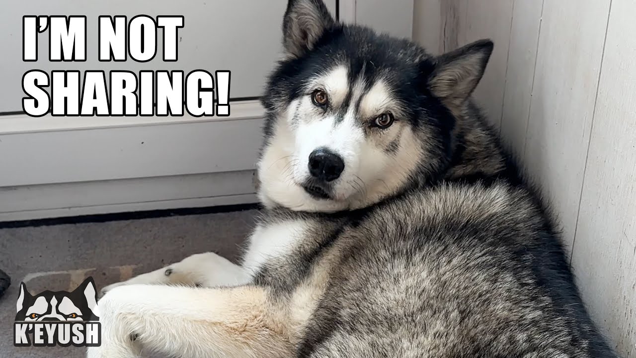 Greedy Husky WON’T Share New Air Conditioner!