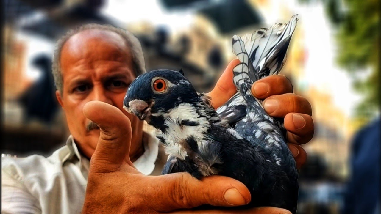 اسند ضهرك واقعد اتفرج على الحمام والعروض الخطيره جداً⚠️عند كينج الحمام الزينه 🇪🇬 عم هانى 01001044693