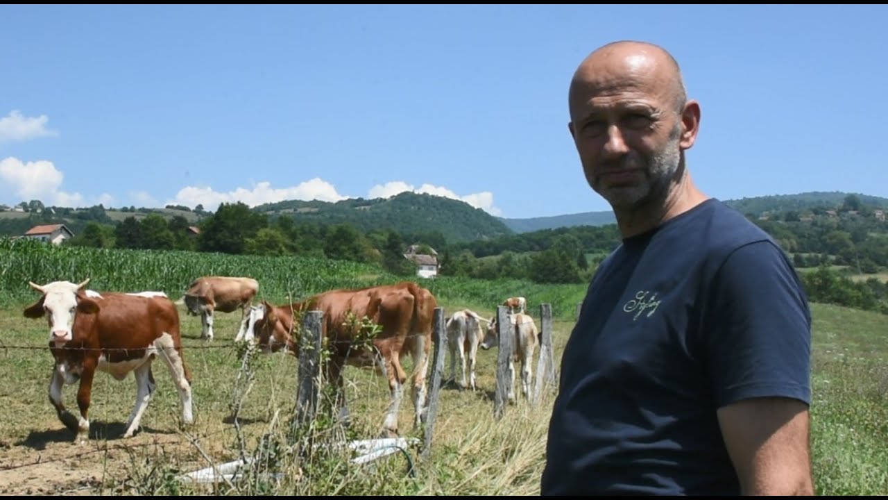 Otac i sin obrađuju 100 duluma zemlje i drže veliku farmu krava