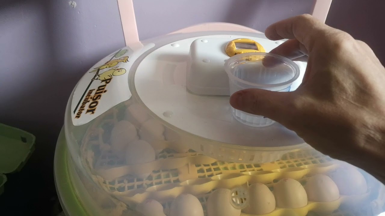 Humidité Couveuse Ducatillon