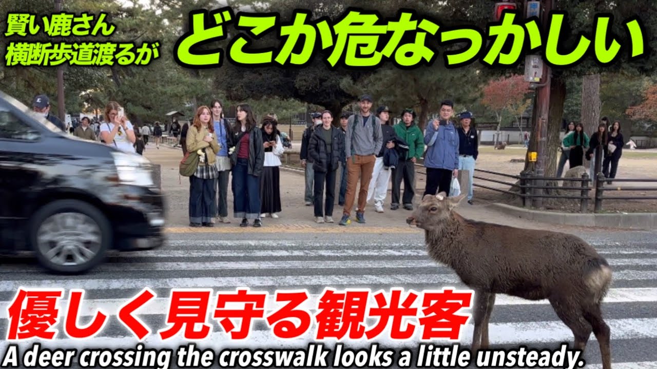 賢い鹿さん横断歩道渡るがどこか危なっかしい　優しく見守る観光客A deer crossing the crosswalk looks a little unsteady.