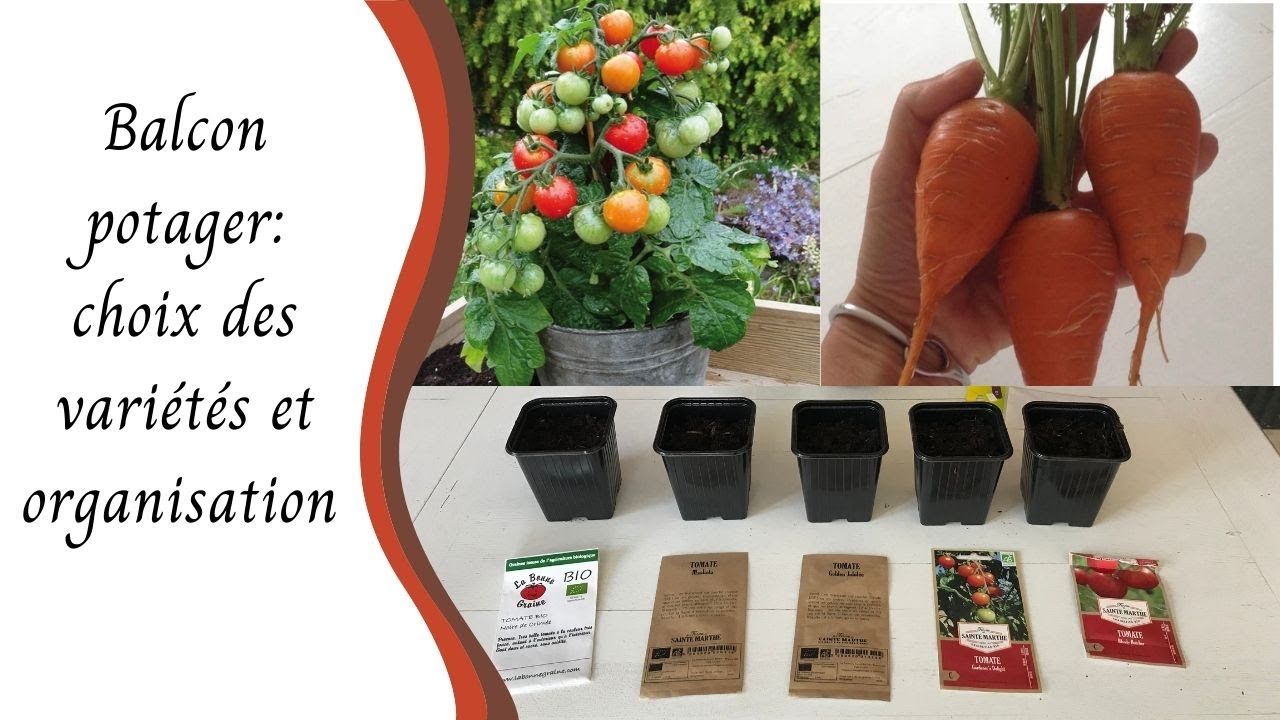 Balcon potager: comment choisir les légumes et leurs variétés, organisation des plantations