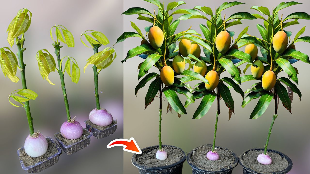 🌱Mango Branches + Onions? This Crazy Trick Grows Mango Trees Fast!😮