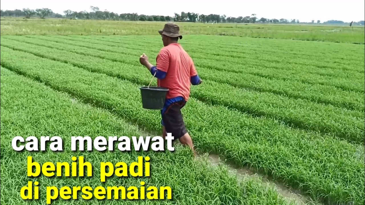 🔴 cara merawat benih padi di persemaian dari awal sampai akhir