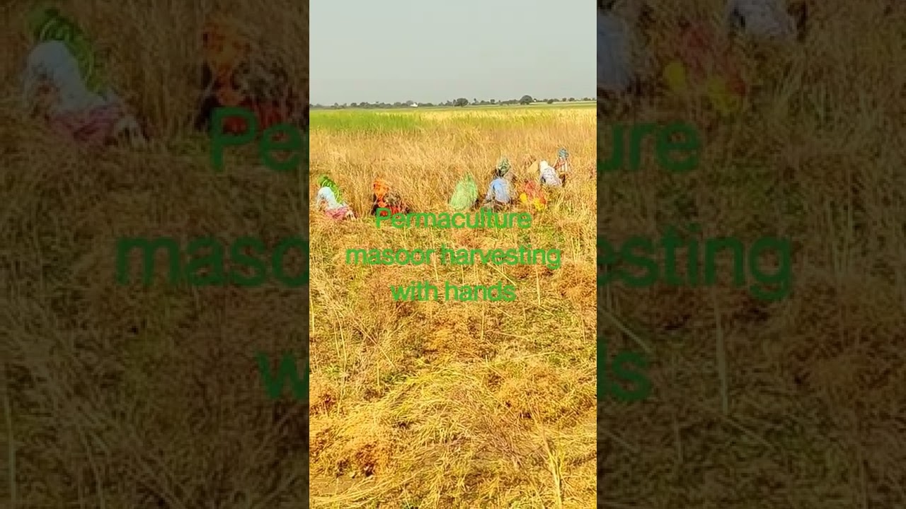 permaculture masoor harvesting 👍💧 vlog 15