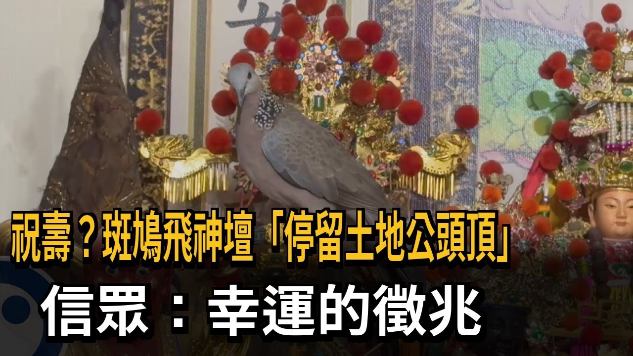 祝壽？ 斑鳩飛神壇「站在土地公頭頂」 信眾：幸運徵兆－民視新聞