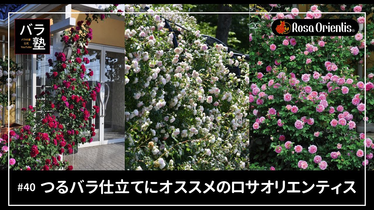 #40 つるバラ仕立てにオススメのロサオリエンティス