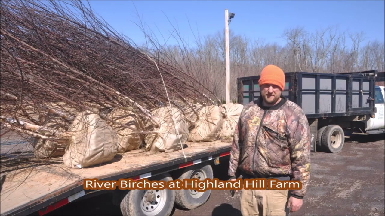 A great selection in wet locations     plus  with all season interest          River Birches
