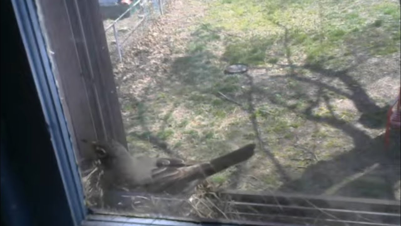 Bird in my window about to lay eggs