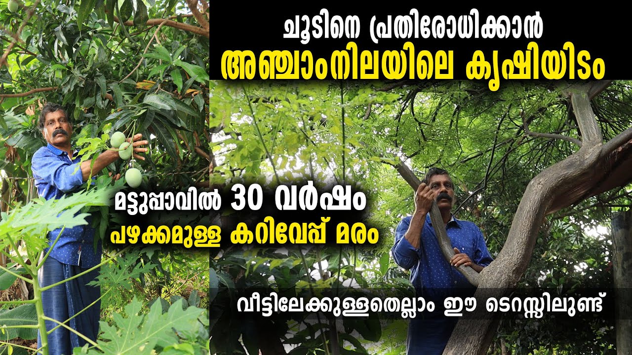 അഞ്ചാംനിലയിലെ 30 വർഷം പഴക്കമുള്ള മട്ടുപ്പാവ് കൃഷി | വേനൽച്ചൂടിലും കൊച്ചിയെ തണുപ്പിക്കാൻ നാരായണസ്വാമി