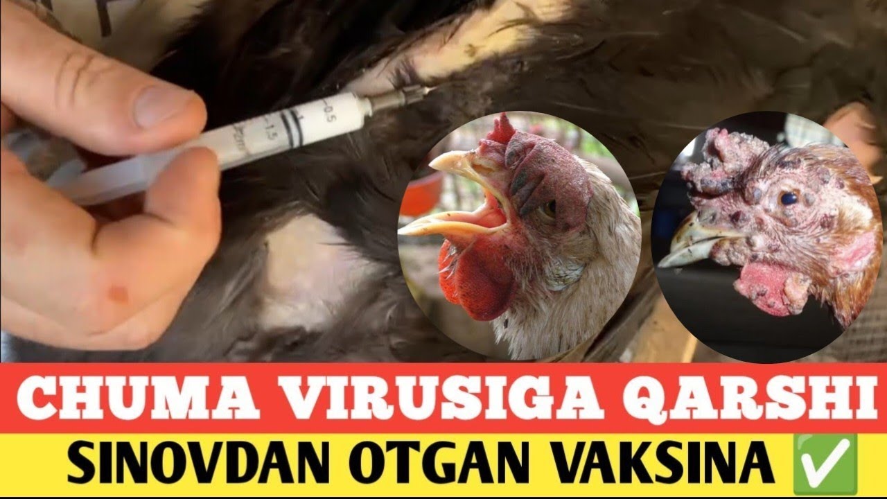 PARRANDALARNING YUQUMLI CHUMA VIRUSI VA CHECHAKGA QARSHI VAKSINA | ENG FOYDALI VA SAMARALI VAKSINA
