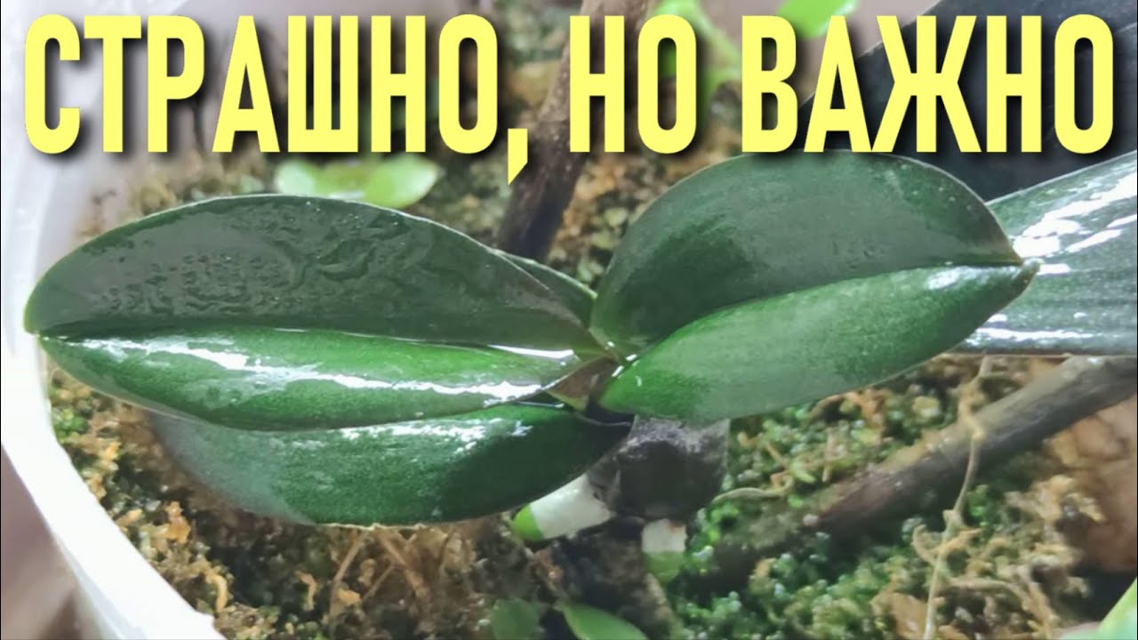 ОРХИДЕИ! ШОКИРУЮЩЕЕ ВИДЕО! СТРАШНО - НО ВАЖНО ВИДЕТЬ И ЗНАТЬ! ЛУЧШИЕ МЕТОДЫ БОРЬБЫ ЗА ЖИЗНЬ ОРХИДЕЙ!