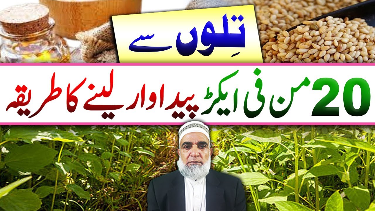 How to achieve maximum yield of Sesame || Crop Reformer