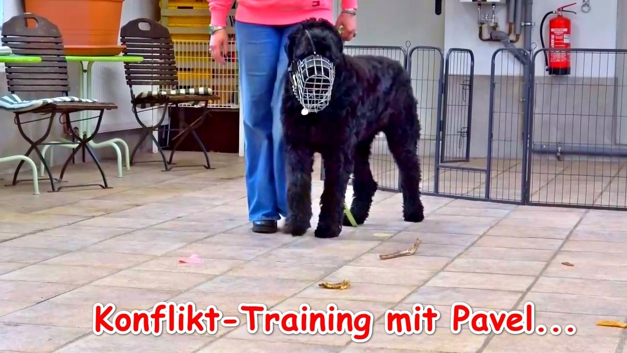 Konflikttraining! Mit oder ohne Leckerli?  –  Erklär-Video