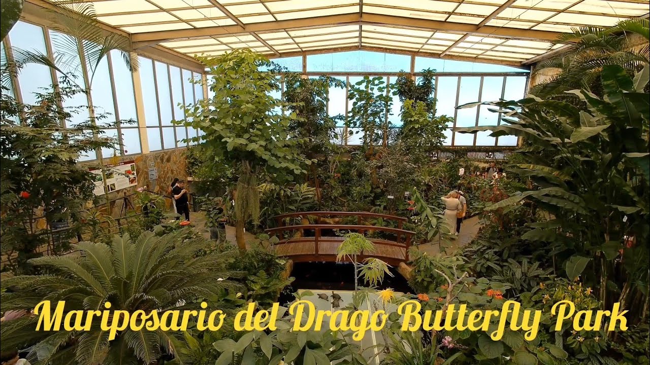 4K Mariposario del Drago Butterfly Park 16.03.24 Tenerife