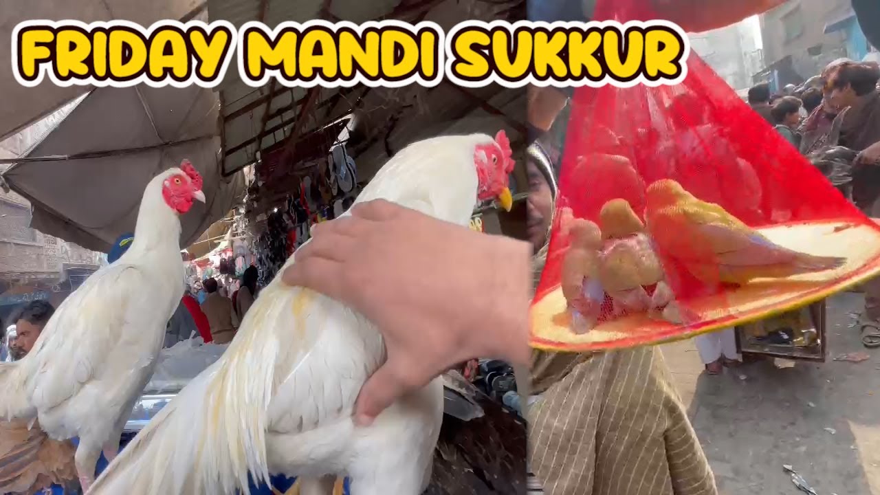 Friday Market Sukkur se Subscriber ne kia dia | Itni Murgion ka kia karen | Mehran Pets Vlog